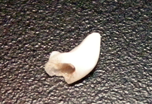 ルビィの乳歯2009_5.jpg