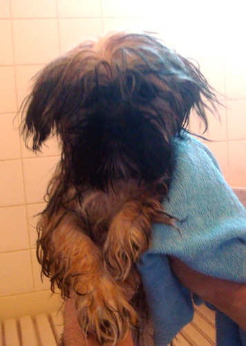 ルビィは初のお風呂で～す。