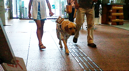 盲導犬と体験歩行。